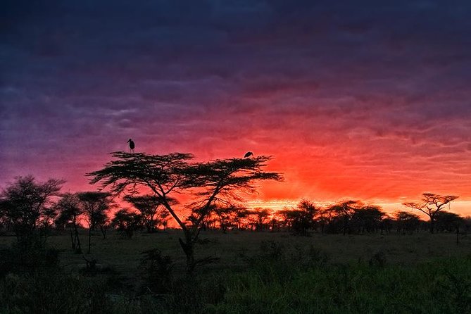 4 days Safari Lake Manyara, Ngorongoro crater and Serengeti - Day 4: Ngorongoro Crater and the drive back