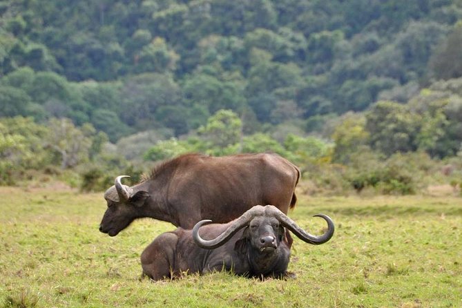 4 days Safari Lake Manyara, Ngorongoro crater and Serengeti - Day 1: Lake Manyara after the four-hour drive from Moshi