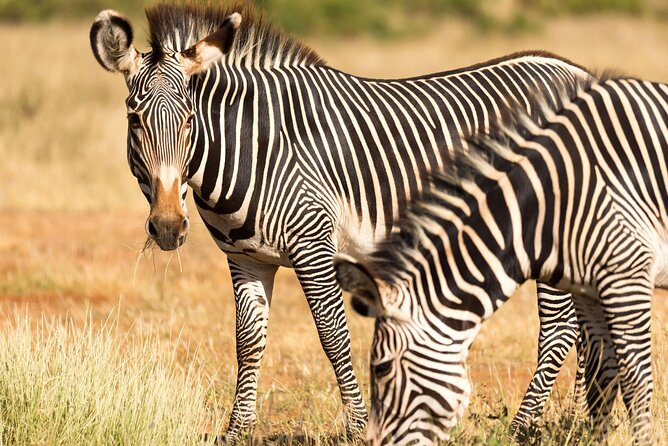 4 Days Safari to Tarangire, Serengeti and Ngorongoro - Day 2: The long road into Serengeti