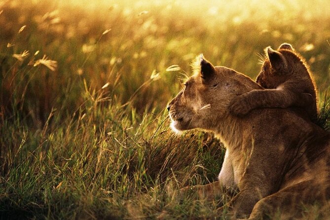 4 Days Safari Tour at Tarangire, Serengeti and Ngorongoro Crater - Who should book this safari