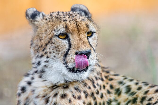 4 Days Safari Tour at Tarangire, Serengeti and Ngorongoro Crater - Day 1: Tarangire’s elephants and baobab country