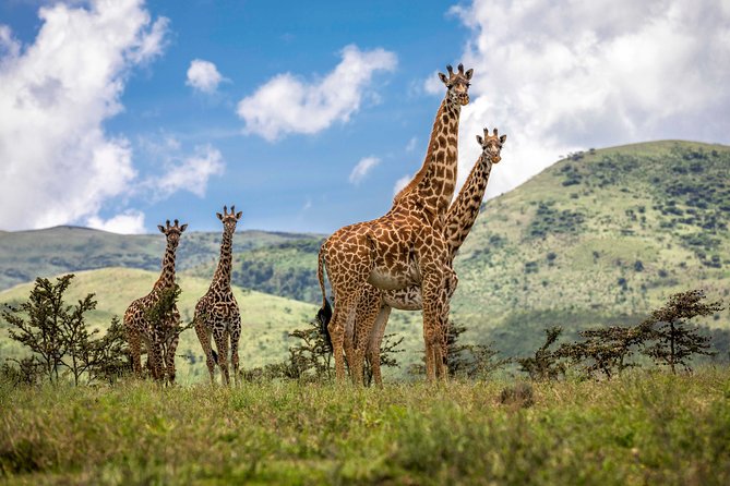 4 Days safari Tour Tanzania - Day 1: Tarangire’s elephants and ancient baobabs