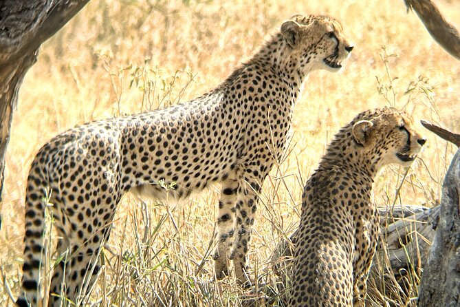 4 days safari - Day 1: Following elephants through Tarangire