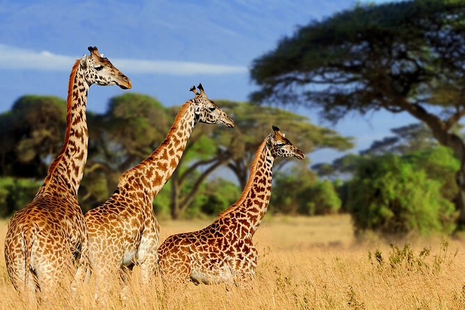 4 Days scenic Tarangire, Ngorongoro, Serengeti Group Safari - What $1,000 buys you on this four-day safari