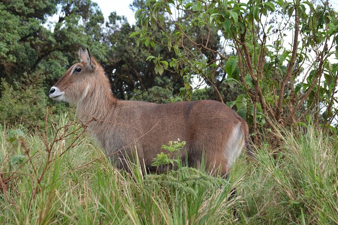 4 days serengeti & ngorongoro mid range tour - Day 3: Serengeti from above and another long game drive