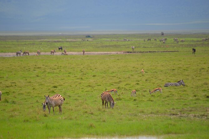 4 days serengeti & ngorongoro mid range tour - Day 4: Searching for black rhinos inside Ngorongoro Crater