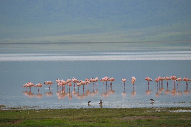 4 days serengeti & ngorongoro mid range tour - What the strongest praise tells you