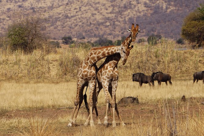 4 Days Tanzania Budget Group Join Safari- Serengeti & Ngorongoro - Day two: eight hours on the Serengeti plains