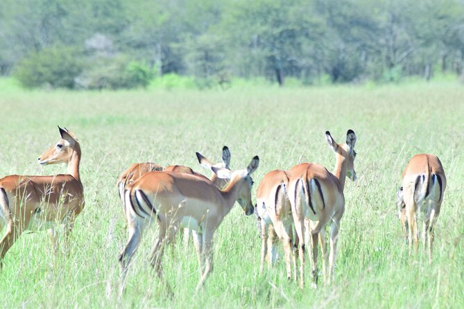 4 Days Tanzania Budget Group Join Safari- Serengeti & Ngorongoro - Day four: one more crater drive and the return to Arusha