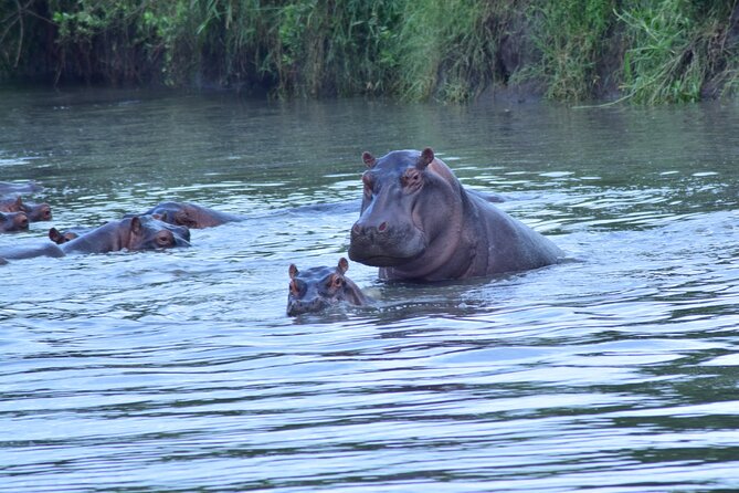 4 Days Tanzania Budget Group Join Safari- Serengeti & Ngorongoro - The guide can make or break the days