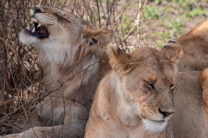 4 Days Tanzania Budget Safari - Day 3: A morning in the Serengeti, then Ngorongoro