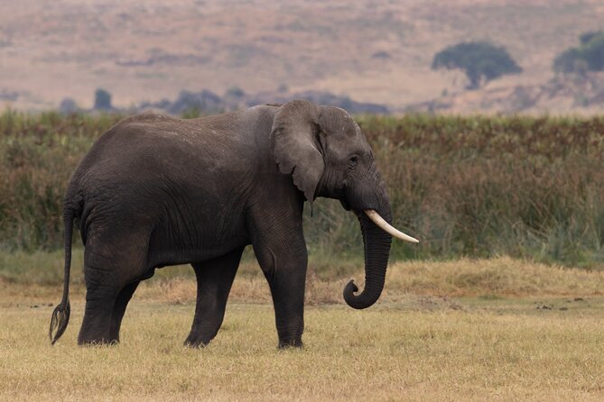 4 Days Tanzania Budget Safari - Day 4: Descending into Ngorongoro Crater