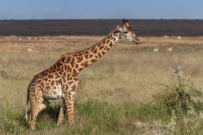 4 Days:tanzania Budget Safari - Arrival in Arusha and the first night