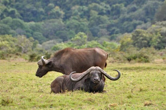 4 days Tanzania Camping Safari - Day four: the Ngorongoro Crater floor