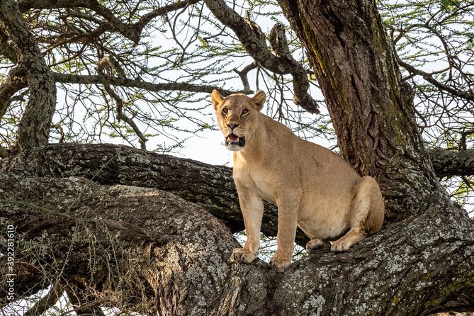 4 days Tanzania Camping Safari - Camping, food, and daily comfort