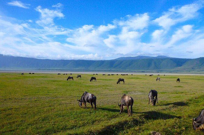 4 days Tanzania Camping Safari - The $950 price and the group-size tradeoff