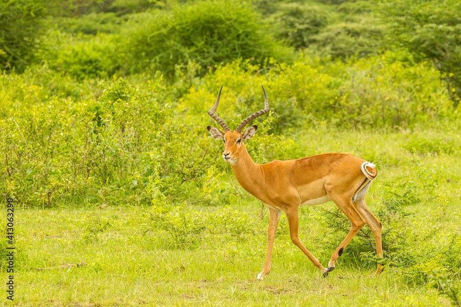 4 Days Tanzania Camping Safari - Day 3: sunrise in the Serengeti and the Ngorongoro rim