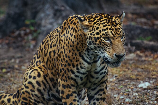 4 Days Tanzania Group Joining Safari with Mid-range Accommodation - Group size, comfort, and the daily rhythm