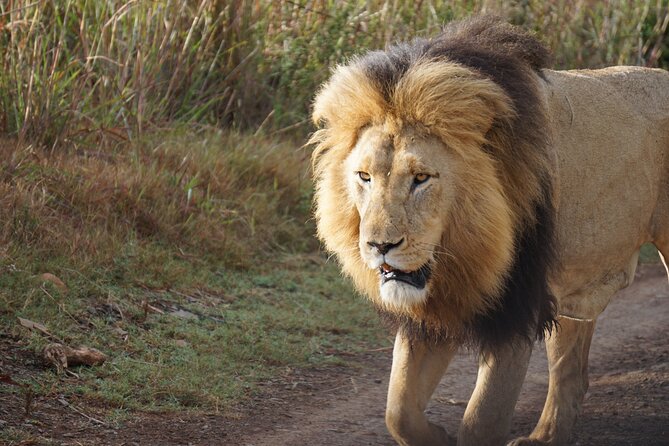 4 Days Tanzania Group Joining Safari with Mid-range Accommodation - The strongest reasons to choose this safari