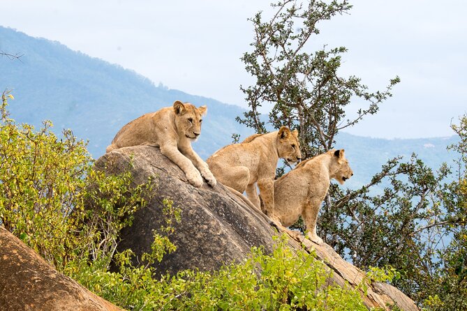 4 Days Tanzania Group Joining Safari with Mid-range Accommodation - Day 1: Tarangire’s elephants and baobab country
