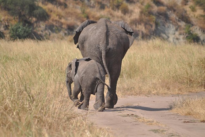 4 days Tanzania group safari to Serengeti, Crater and Tarangire - The safari at a glance