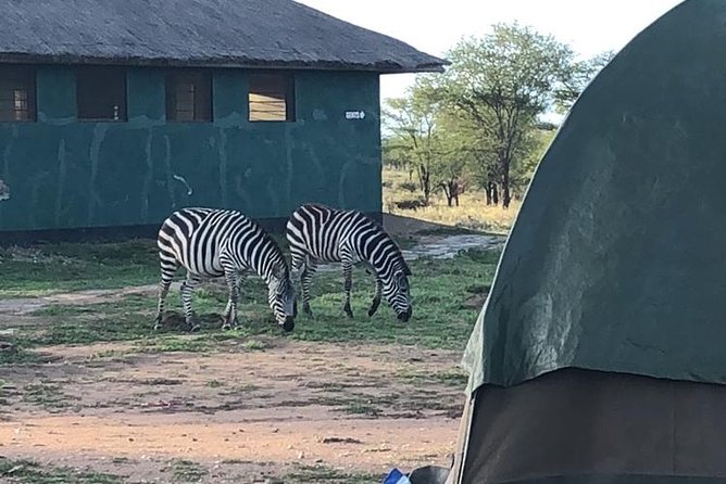 4 days Tanzania group safari to Serengeti, Crater and Tarangire - Day two: The long road into Serengeti