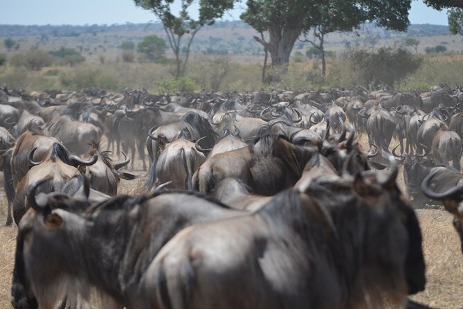 4 Days Tanzania Lodge Safari With Two Nights at Serengeti - What $2,180 buys you
