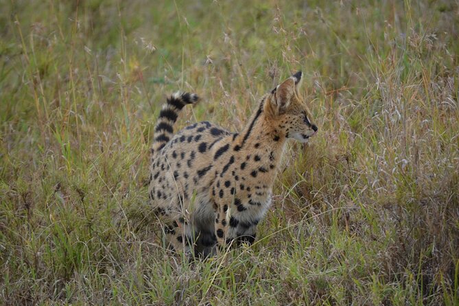 4 Days Tanzania Lodge Safari With Two Nights at Serengeti - Day 3: Sunrise, hot lunch, and a full Serengeti day