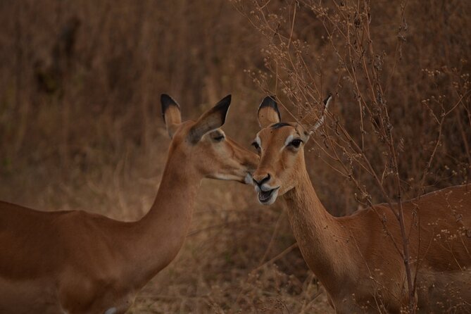 4 Days Tanzania Lodge Safari With Two Nights at Serengeti - Day 4: Ngorongoro Crater’s concentrated wildlife