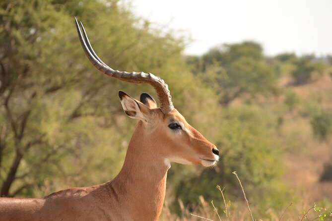 4 Days Tanzania Lodge Safari With Two Nights at Serengeti - What the private format changes
