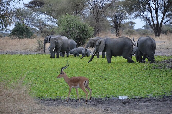 4 Days Tanzania Lodge Safari With Two Nights at Serengeti - Food, accommodation, and daily comfort