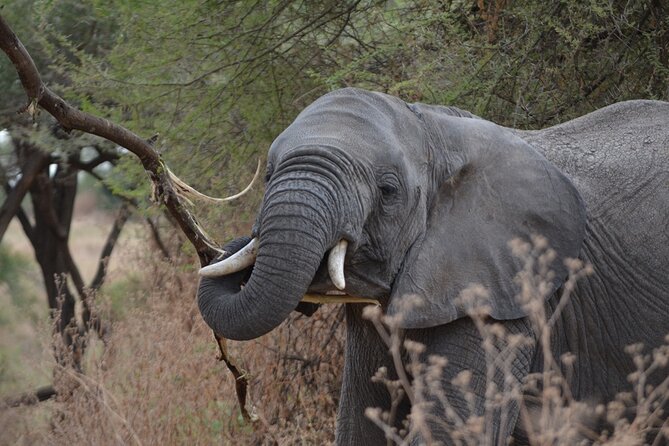 4 Days Tanzania Lodge Safari With Two Nights at Serengeti - Who will enjoy this safari most