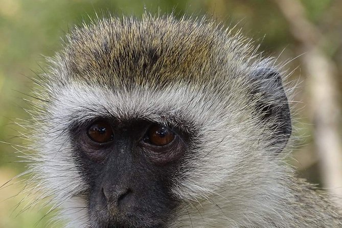 4 Days Tanzania Luxury Safari - Three parks in four days