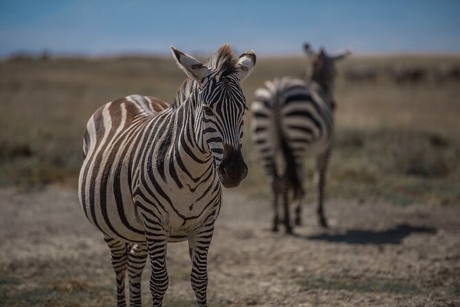 4 Days Tanzania Mid Range Lodge Safari - Why this four-day route works