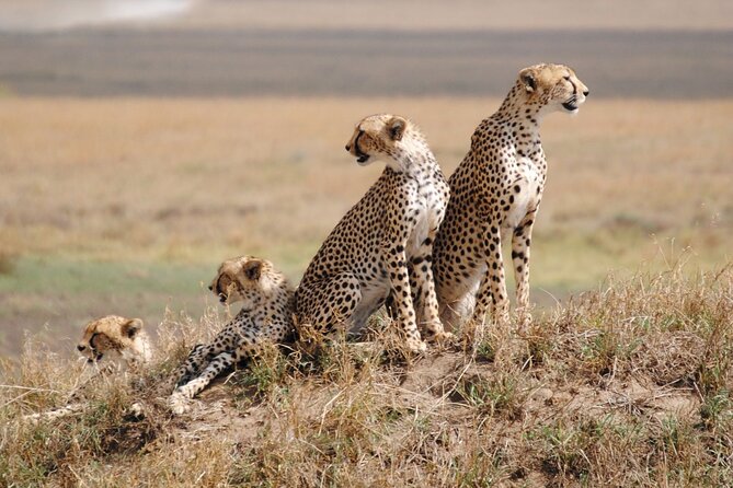 4 Days Tanzania National Parks Private Safari from Zanzibar - From Zanzibar beaches to northern Tanzania safari country