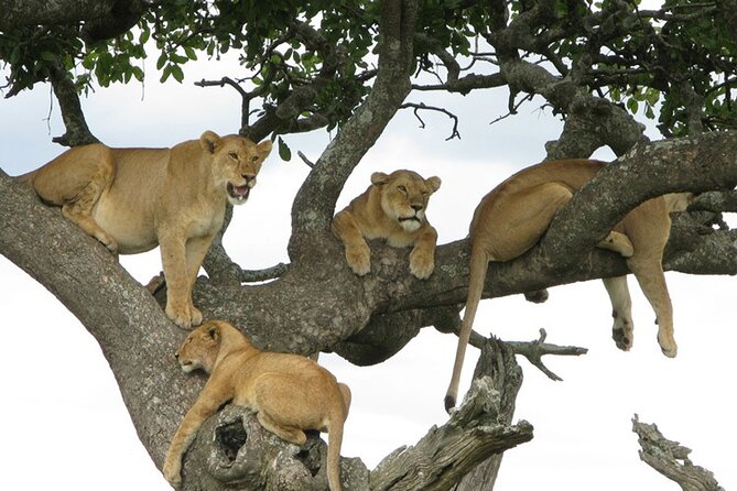 4 Days Tanzania National Parks Private Safari from Zanzibar - Day 3: Central Serengeti and the Seronera big cats