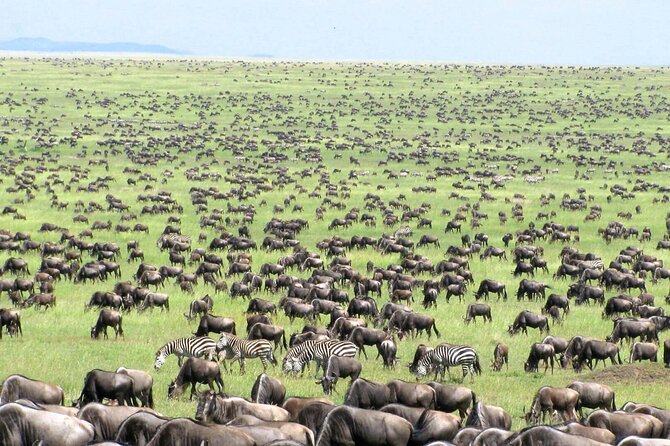 4 Days Tanzania National Parks Private Safari from Zanzibar - Day 4: Ngorongoro Crater’s enclosed wildlife world