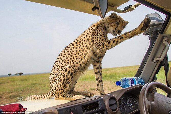 4 Days Tanzania National Parks Private Safari from Zanzibar - Why the private setup matters