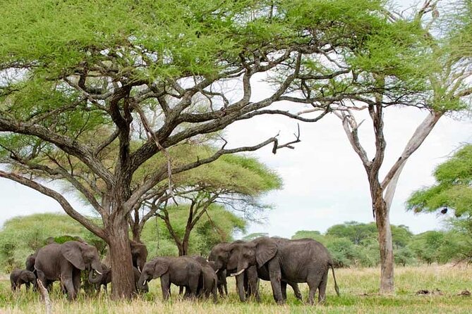 4 Days Tanzania National Parks Private Safari from Zanzibar - Meals, flights, and what the price covers