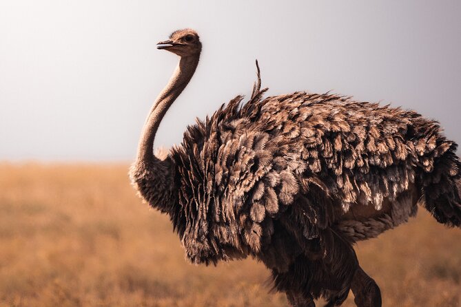 4 Days Tanzania Private Lodge Safari - The Serengeti: wide spaces and serious wildlife time