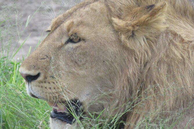 4 Days Tanzania Private Safari | Serengeti , Ngorongoro & Tarangire Safari - Day 1: Tarangire’s elephants and baobab country