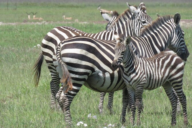 4 Days Tanzania Private Safari | Serengeti , Ngorongoro & Tarangire Safari - Day 2: The long road to Serengeti