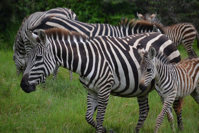 4 Days Tanzania Private safari to Serengeti ,ngorongoro crater and Tarangire - Day 3: Sunrise wildlife viewing in Serengeti