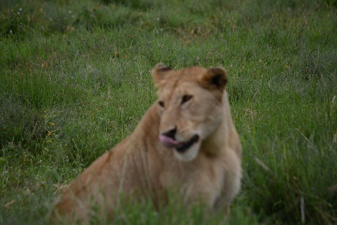 4 Days Tanzania Private safari to Serengeti ,ngorongoro crater and Tarangire - Life inside the private safari jeep