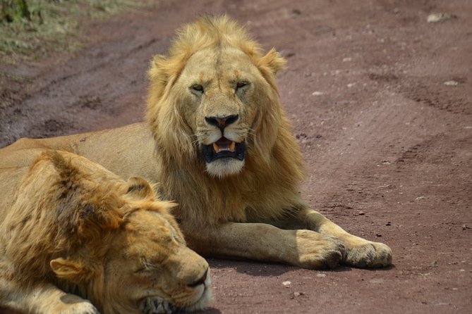 4 Days Tanzania Private safari to Serengeti ,ngorongoro crater and Tarangire - What the strong feedback tells you