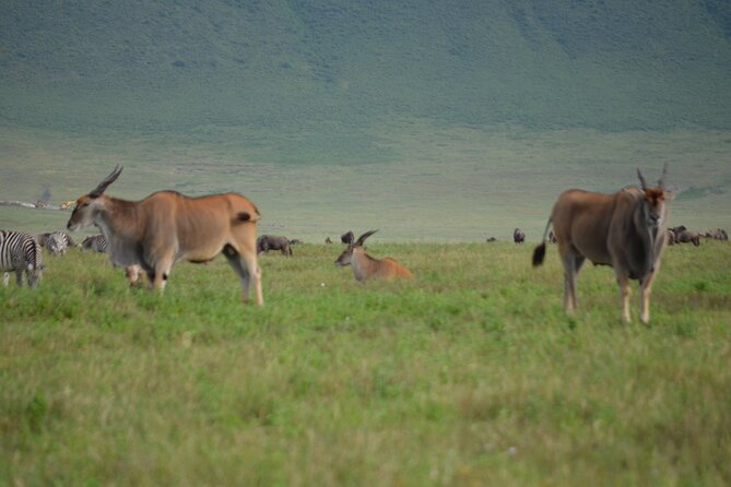 4 Days Tanzania Private safari to Serengeti ,ngorongoro crater and Tarangire - Who will get the most from this safari