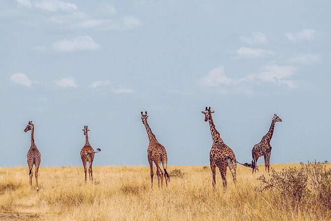4 Days Tanzania Safari - Day four: Ngorongoro Crater’s concentrated wildlife