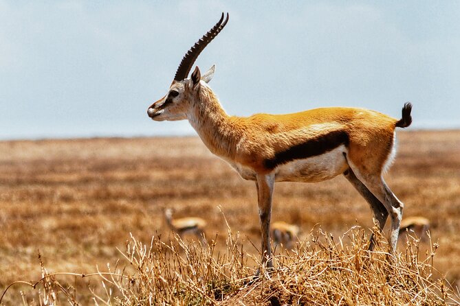 4 Days Tanzania Safari - Guiding, service, and the human side of the trip