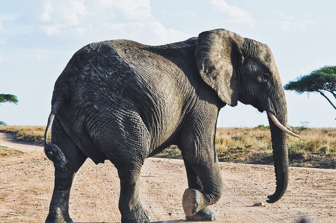 4 Days Tanzania Safari - Practical limits you should consider