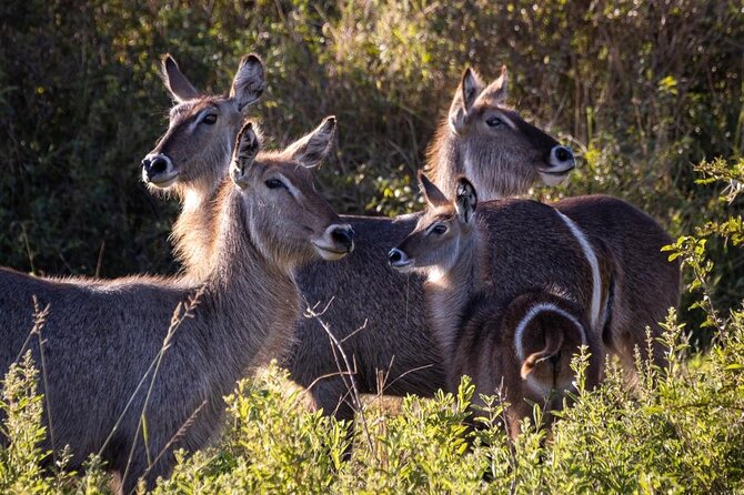 4 Days Tanzania Safari Experience - A fast route to Tanzania’s most famous parks